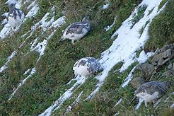 Schneehuhn am Brienzer-Rothorn